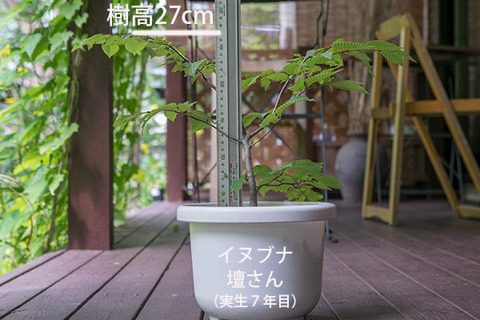 20180812inubuna_7y_dan_01.jpg
