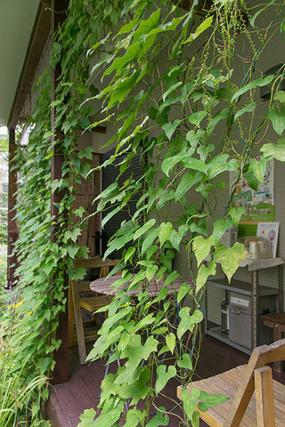 20180812midori_04.jpg