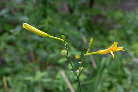 20180812yusuge01_1623.jpg