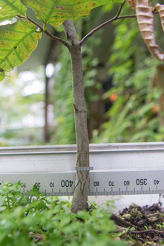 20180813buna_su_5y_03.jpg
