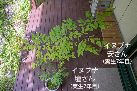 20180819inubuna7y_an_dan_01.jpg