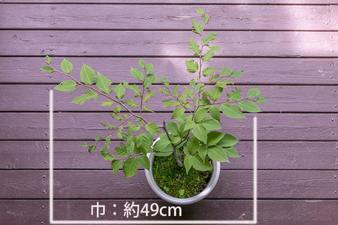 20180819inubuna_7y_dan_02.jpg