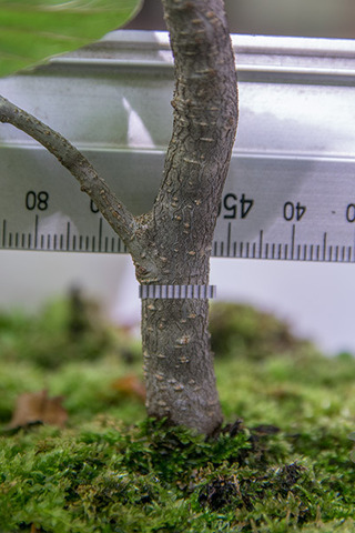 20180819inubuna_7y_dan_03.jpg