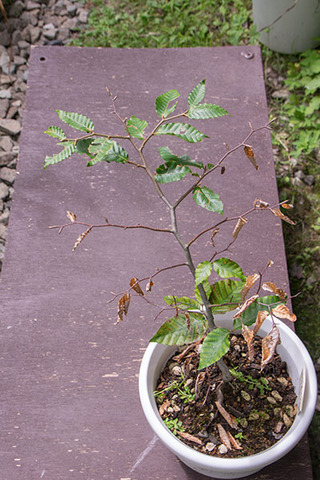20180820buna_su_5y_02.jpg