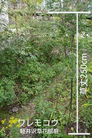 20180830waremoko_250cm_02.jpg