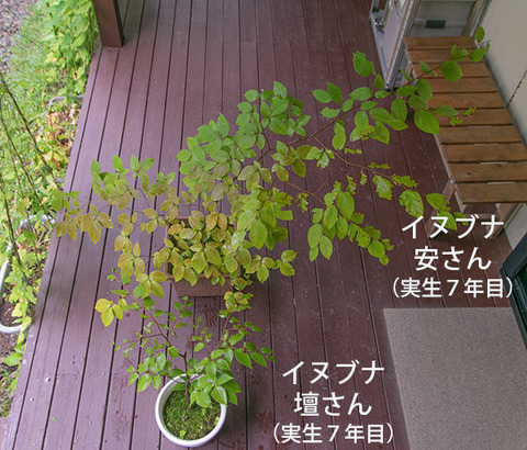 20180902inubuna7y_an_dan_01.jpg