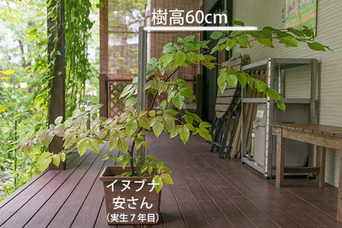 20180902inubuna_7y_an_01.jpg