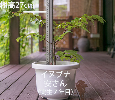 20180902inubuna_7y_dan_01.jpg