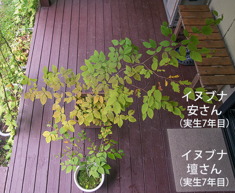 20180909inubuna7y_an_dan_01.jpg