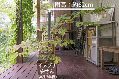 20180909inubuna_7y_an_01.jpg