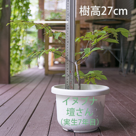 20180909inubuna_7y_dan_01.jpg