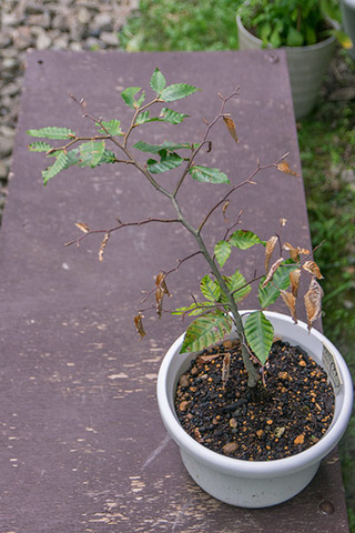 20180910buna_su_5y_02.jpg