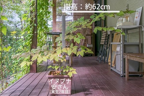 20180916inubuna_7y_an_01.jpg