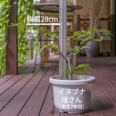 20180916inubuna_7y_dan_01.jpg
