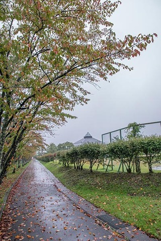 20180921yagasaki-sakura01.jpg