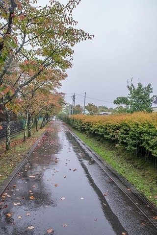 20180921yagasaki-sakura03.jpg