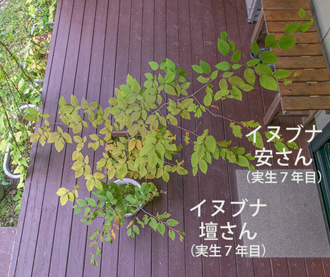 20180923inubuna7y_an_dan_01.jpg
