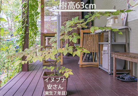 20180923inubuna_7y_an_01.jpg
