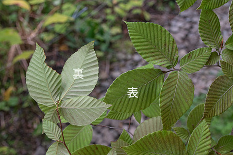 20180923inubuna_7y_an_03.jpg