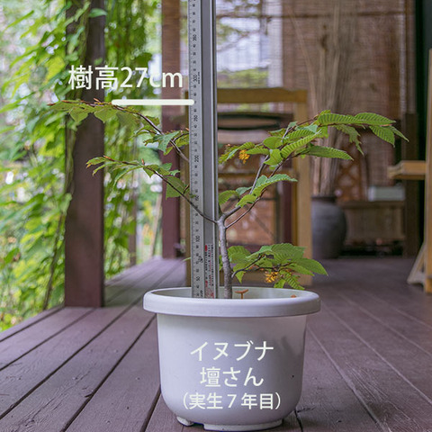 20180923inubuna_7y_dan_01.jpg