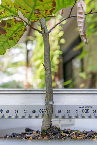 20180924buna_su_5y_04.jpg