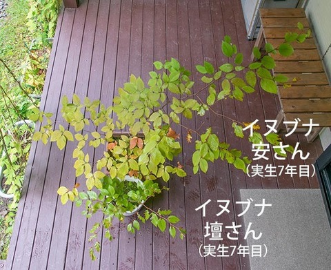 20180930inubuna7y_an_dan_01.jpg