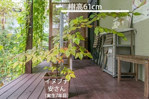 20180930inubuna_7y_an_01.jpg