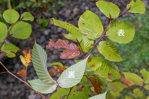 20180930inubuna_7y_an_03.jpg