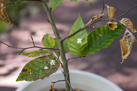 20181001buna_su_5y_03.jpg