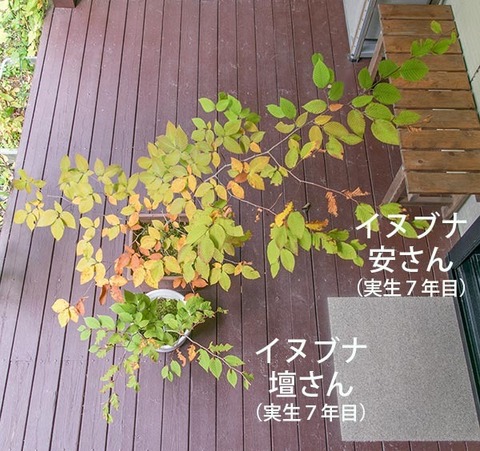20181007inubuna7y_an_dan_01.jpg