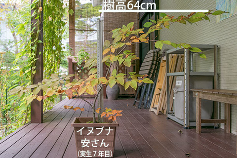 20181007inubuna_7y_an_01.jpg