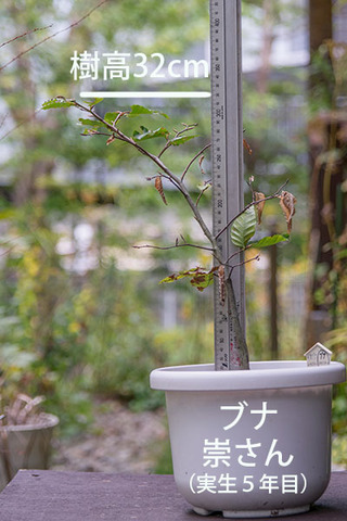 20181008buna_su_5y_01.jpg