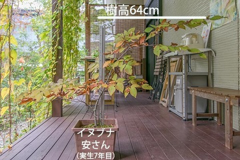 20181014inubuna_7y_an_01.jpg