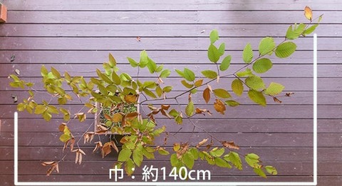 20181014inubuna_7y_an_02.jpg