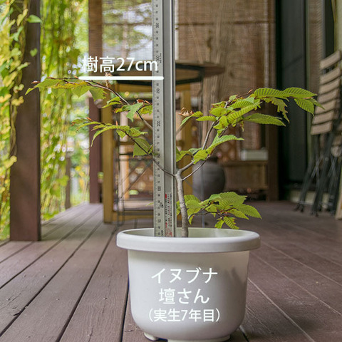 20181014inubuna_7y_dan_01.jpg