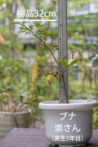 20181015buna_su_5y_01.jpg