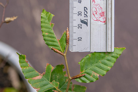 20181015buna_su_5y_05.jpg