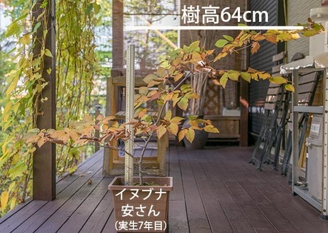 20181021inubuna7y_an_01re.jpg