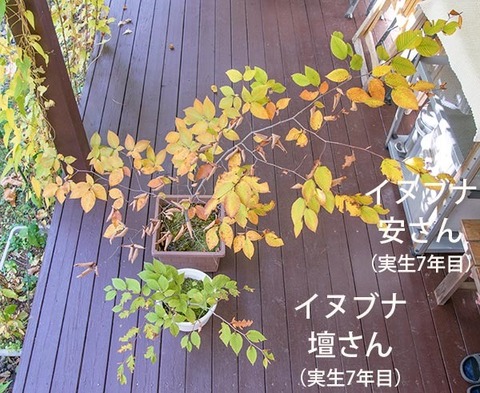 20181021inubuna7y_an_dan_01.jpg