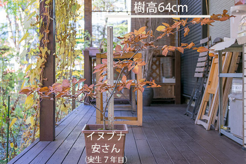 20181028inubuna7y_an_01.jpg