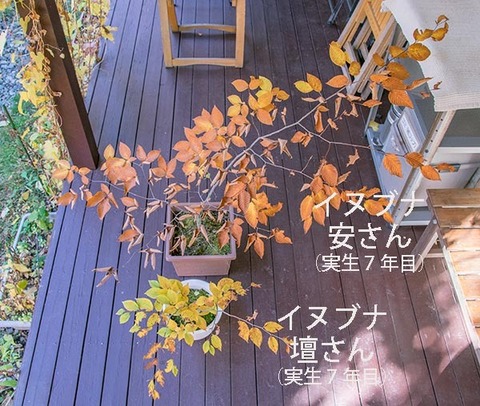 20181028inubuna7y_an_dan_01.jpg