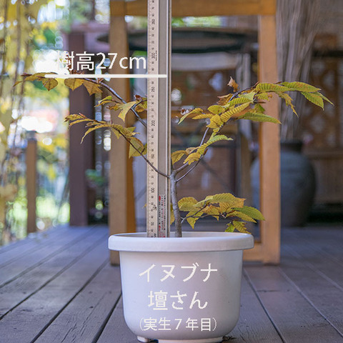 20181028inubuna7y_dan_01.jpg