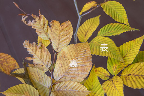 20181028inubuna7y_dan_03.jpg
