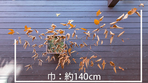 20181104inubuna7y_an_02.jpg
