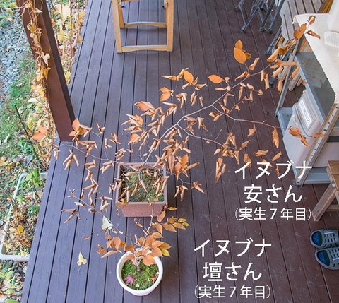 20181104inubuna7y_an_dan_01.jpg