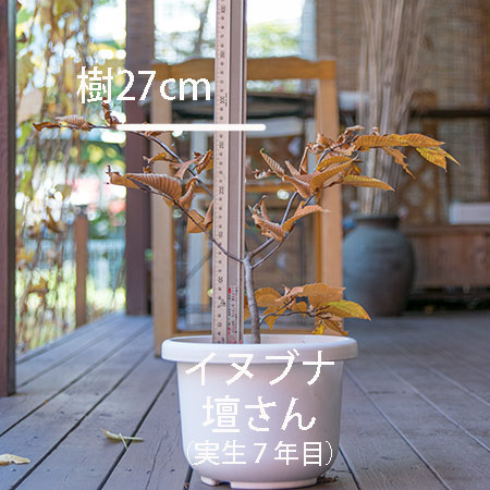 20181104inubuna_7y_dan_01.jpg