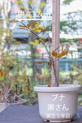 20181105buna_su_5y_01.jpg