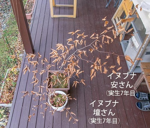 20181111inubuna7y_an_dan_01.jpg