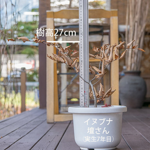 20181111inubuna_7y_dan_01.jpg