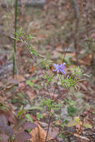 20181122matsumushhiso02.jpg